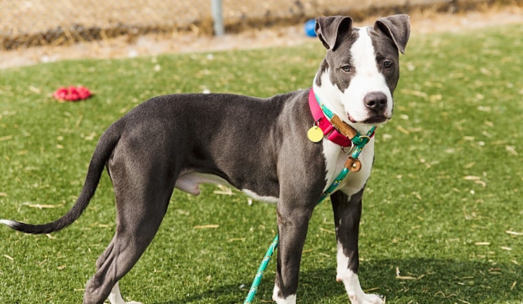 7 cuddly canines to adopt now in Cleveland