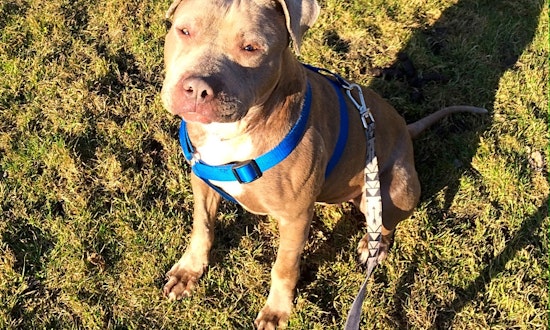 Looking to adopt a pet? Here are 3 cuddly canines to adopt now in Detroit