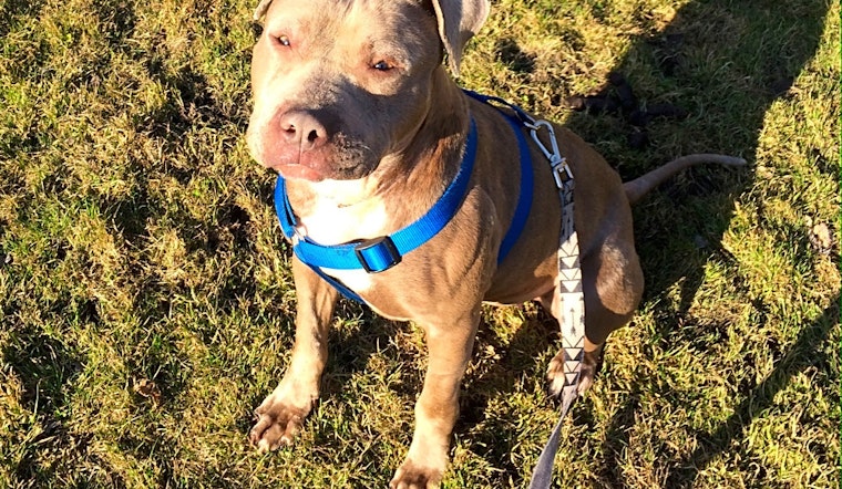 Looking to adopt a pet? Here are 3 cuddly canines to adopt now in Detroit