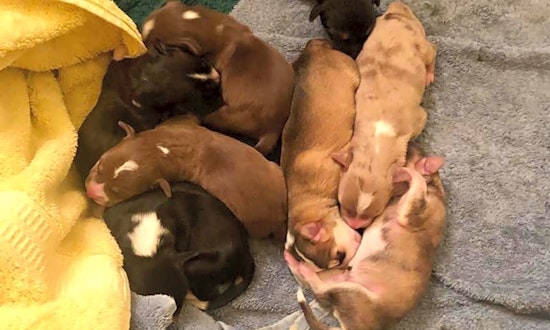 Looking to adopt a pet? Here are 5 perfect pups to adopt now in Raleigh