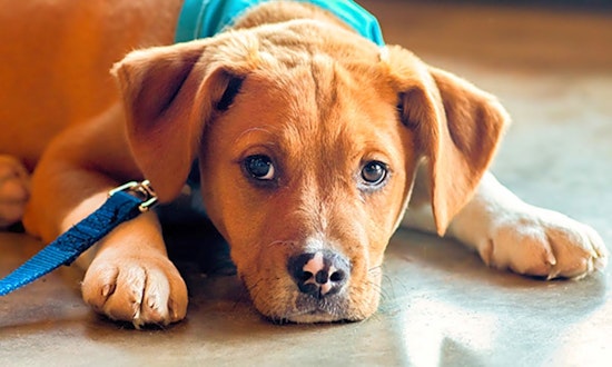 Looking to adopt a pet? Here are 3 perfect pups to adopt now in Durham
