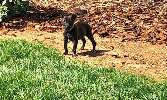 3 perfect puppies to adopt now in Charlotte