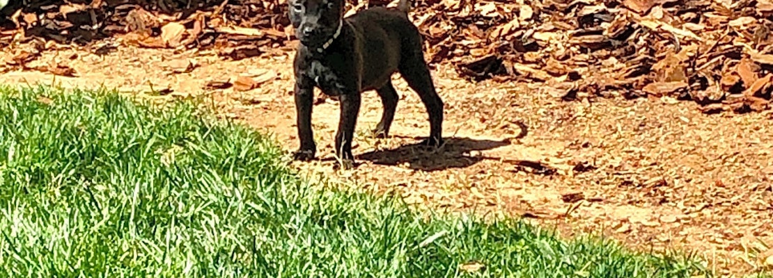 3 perfect puppies to adopt now in Charlotte
