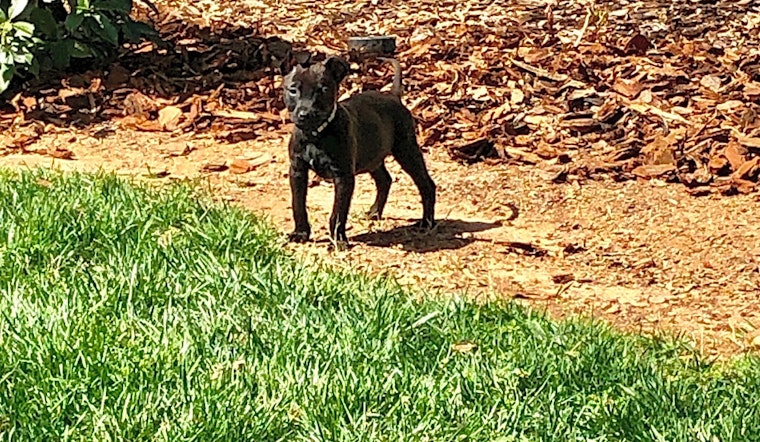 3 perfect puppies to adopt now in Charlotte
