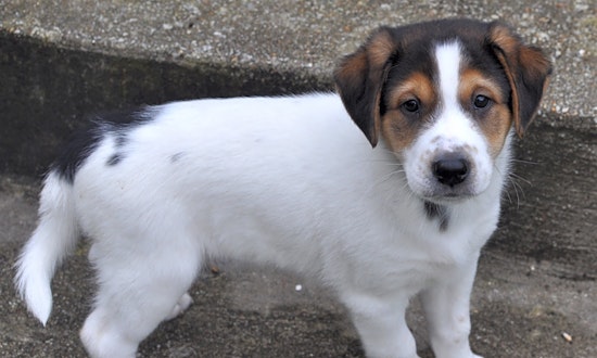 These Atlanta-based puppies are up for adoption and in need of a good home