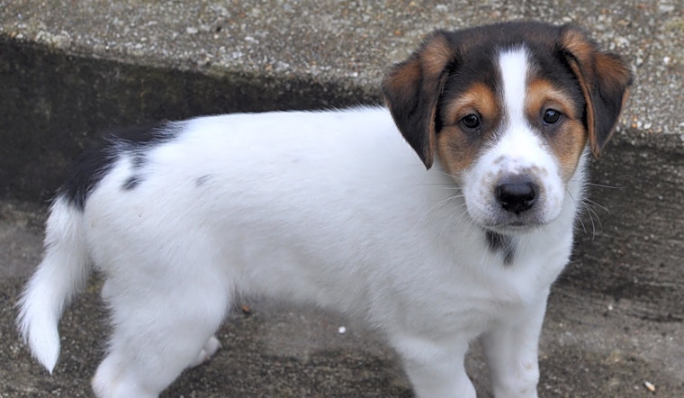 These Atlanta-based puppies are up for adoption and in need of a good home