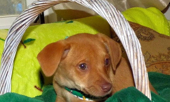 6 delightful doggies to adopt now in Jacksonville