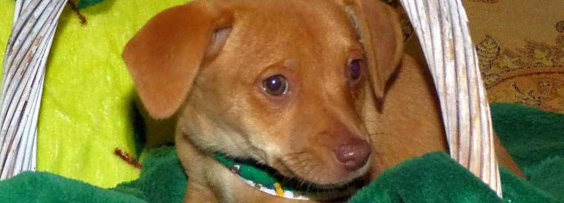 6 delightful doggies to adopt now in Jacksonville