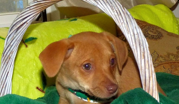 6 delightful doggies to adopt now in Jacksonville
