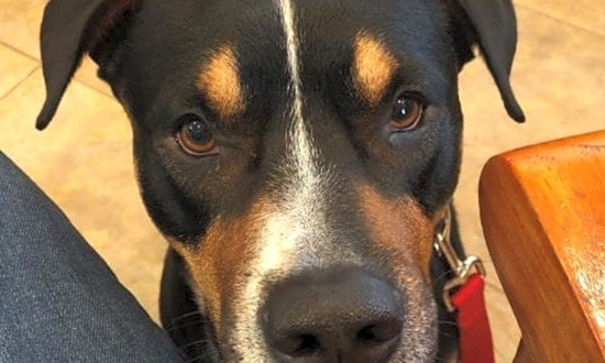 Looking to adopt a pet? Here are 7 lovable pups to adopt now in Orlando