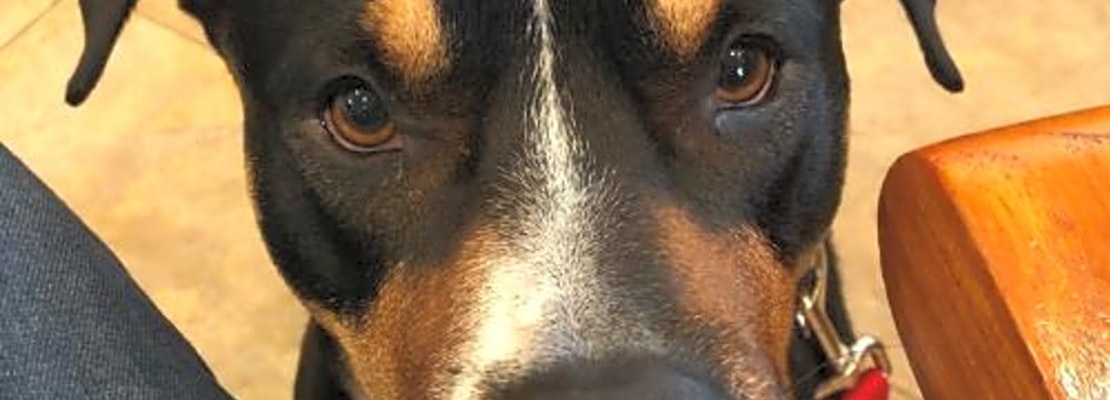Looking to adopt a pet? Here are 7 lovable pups to adopt now in Orlando