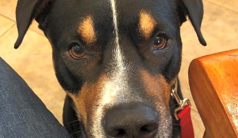 Looking to adopt a pet? Here are 7 lovable pups to adopt now in Orlando