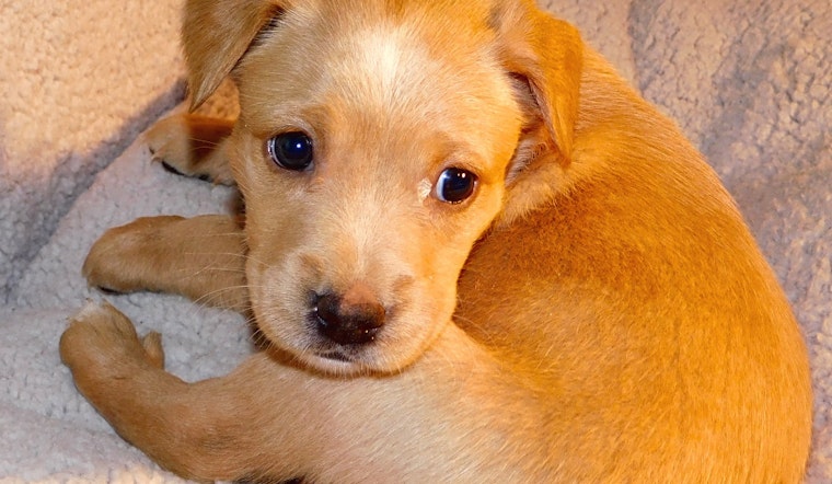Looking to adopt a pet? Here are 6 precious puppies to adopt now in Tampa