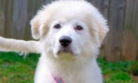 These Nashville-based puppies are up for adoption and in need of a good home