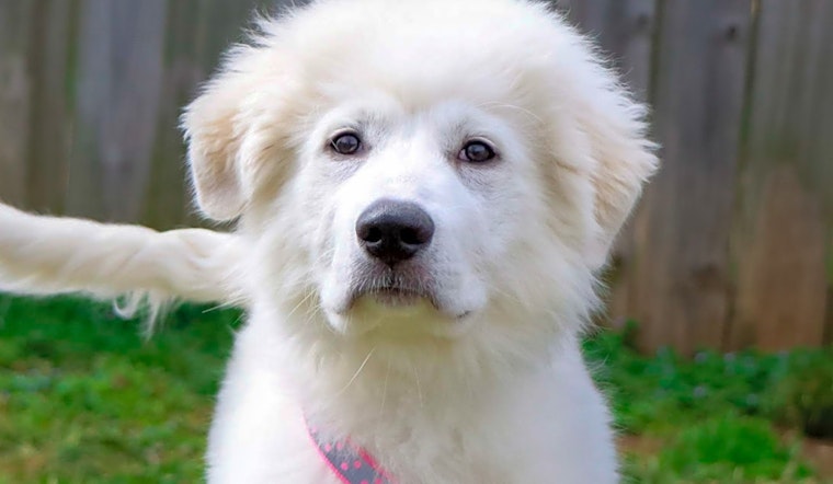 These Nashville-based puppies are up for adoption and in need of a good home