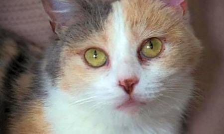 These Saint Paul-based felines are up for adoption and in need of a good home