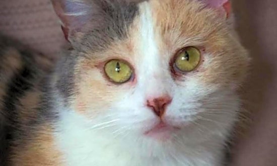 These Saint Paul-based felines are up for adoption and in need of a good home