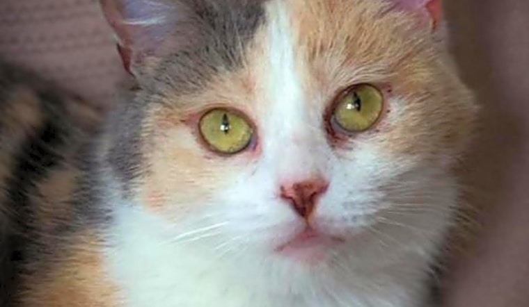 These Saint Paul-based felines are up for adoption and in need of a good home