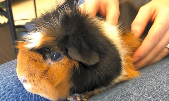 7 lovable pets to adopt now in Chicago