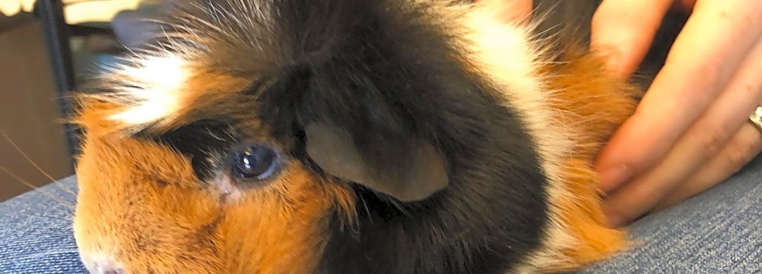 7 lovable pets to adopt now in Chicago