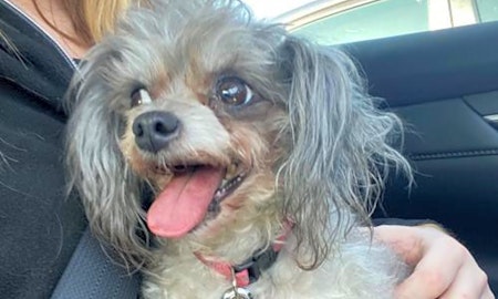 Want to adopt a pet? Here are 7 lovable pups to adopt now in St. Louis