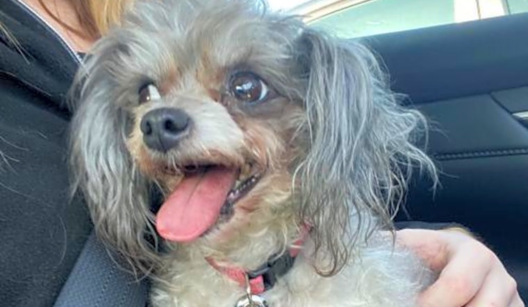 Want to adopt a pet? Here are 7 lovable pups to adopt now in St. Louis