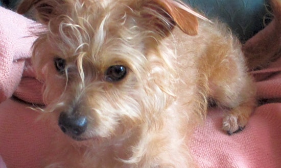 Looking to adopt a pet? Here are 7 cuddly canines to adopt now in Houston