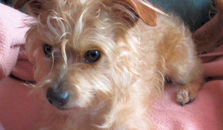 Looking to adopt a pet? Here are 7 cuddly canines to adopt now in Houston