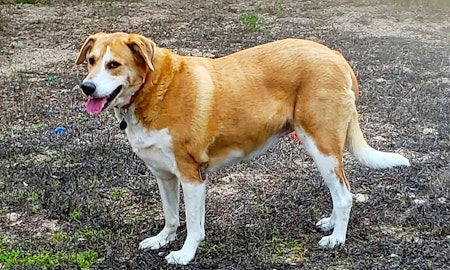 These San Antonio-based dogs are up for adoption and in need of a good home