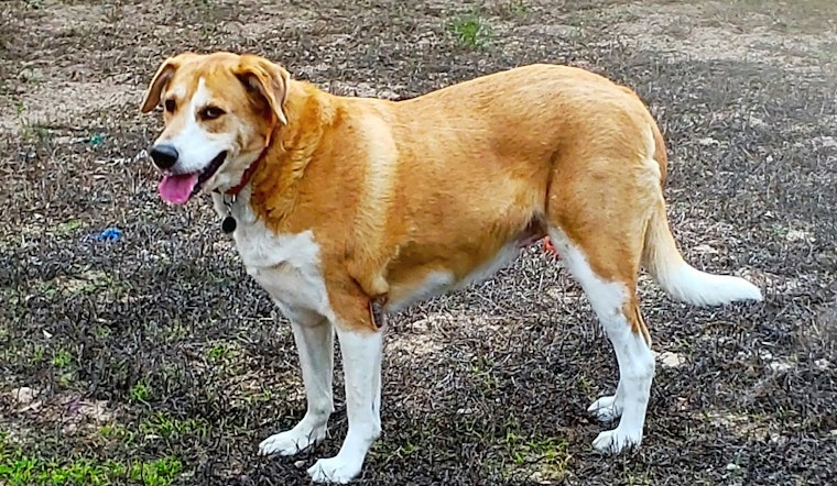 These San Antonio-based dogs are up for adoption and in need of a good home