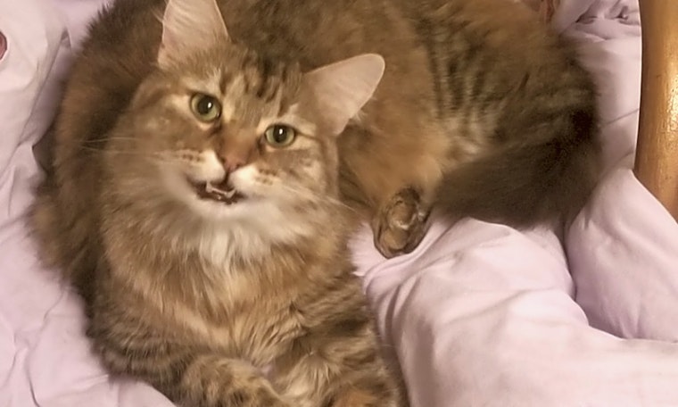 7 charming cats to adopt now in Fort Worth