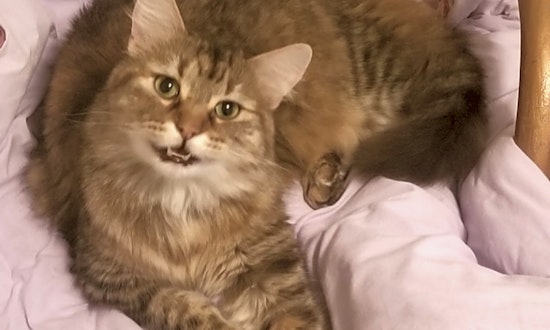 7 charming cats to adopt now in Fort Worth