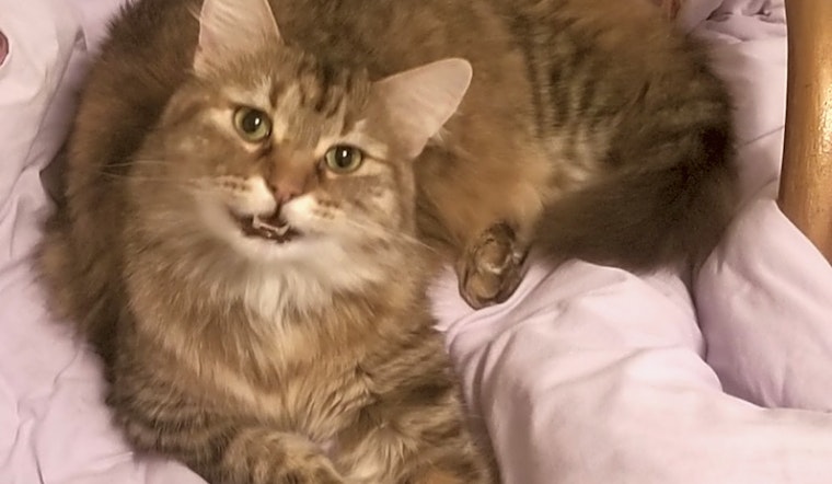 7 charming cats to adopt now in Fort Worth