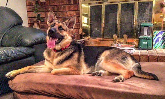 These Plano-based pups are up for adoption and in need of a good home