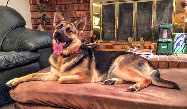 These Plano-based pups are up for adoption and in need of a good home