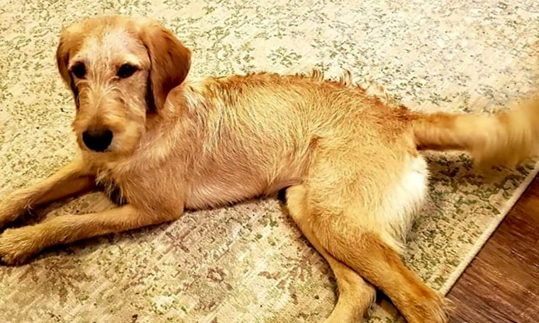 Want to adopt a pet? Here are 4 lovable pups to adopt now in Arlington