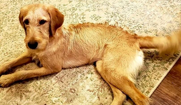 Want to adopt a pet? Here are 4 lovable pups to adopt now in Arlington