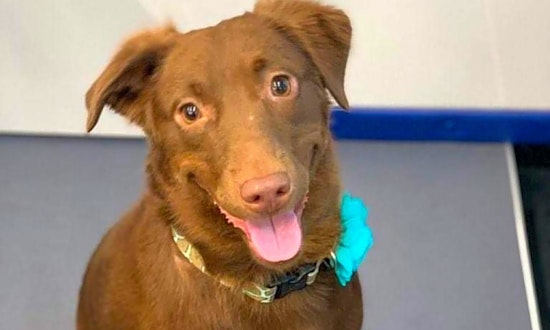 6 lovable pups to adopt now in Austin