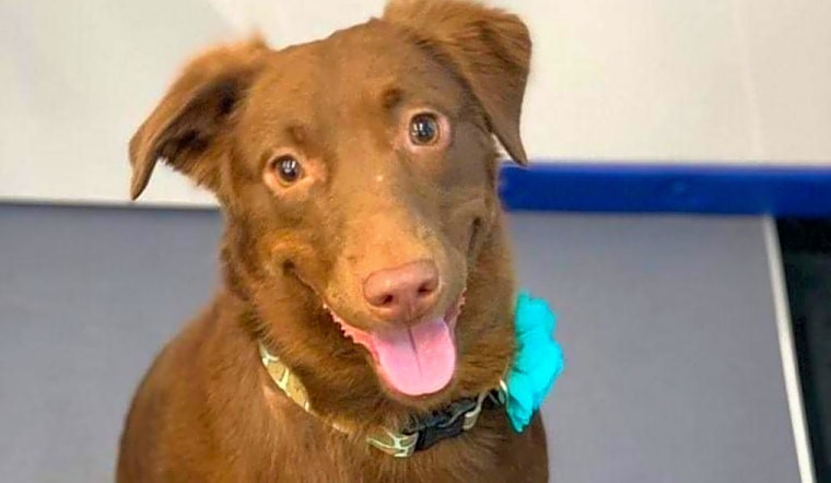 6 lovable pups to adopt now in Austin