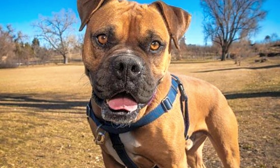 These sweet Denver-based canines are up for adoption and in need of good homes