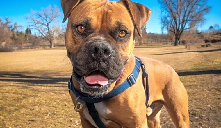 These sweet Denver-based canines are up for adoption and in need of good homes