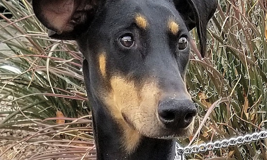 These Las Vegas-based dogs are up for adoption and in need of a good home
