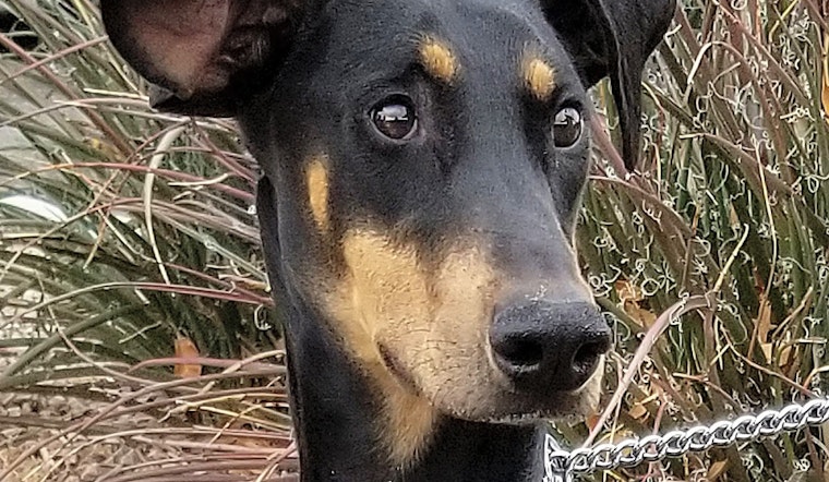 These Las Vegas-based dogs are up for adoption and in need of a good home
