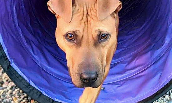 7 cuddly canines to adopt now in Phoenix