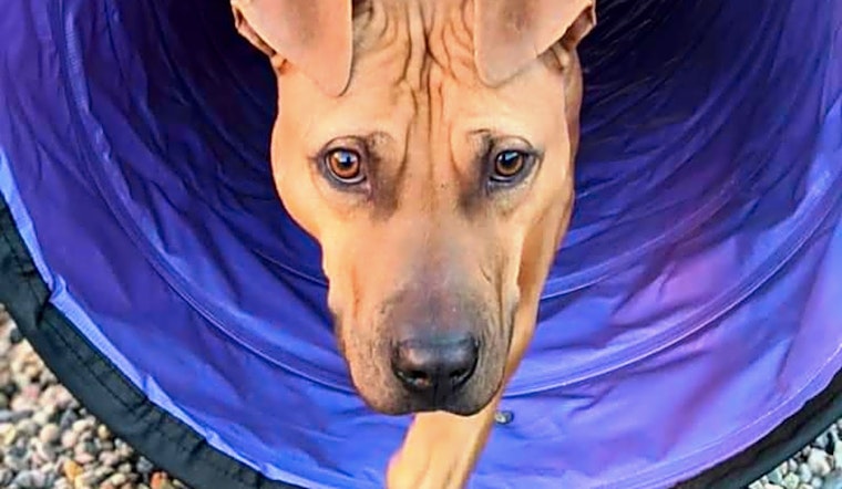 7 cuddly canines to adopt now in Phoenix