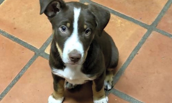 Want to adopt a pet? Here are 5 cuddly canines to adopt now in Mesa