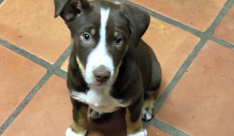 Want to adopt a pet? Here are 5 cuddly canines to adopt now in Mesa