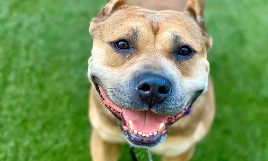 These Los Angeles-based dogs are up for adoption and in need of a good home