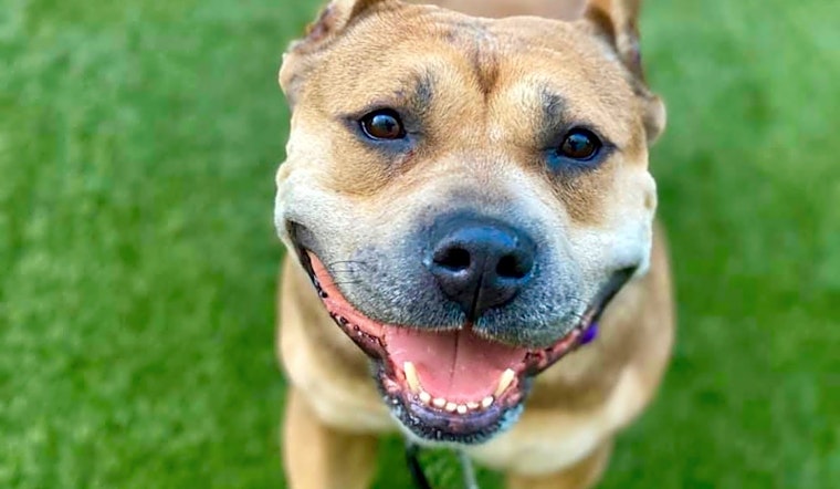 These Los Angeles-based dogs are up for adoption and in need of a good home