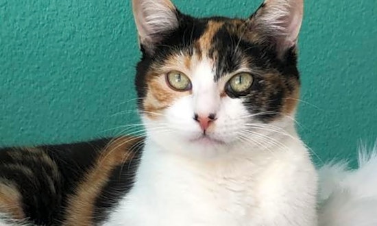 These Long Beach-based kitties are up for adoption and in need of a good home
